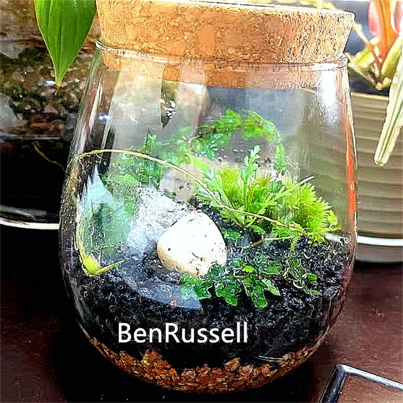 MossGarden Glass Terrarium