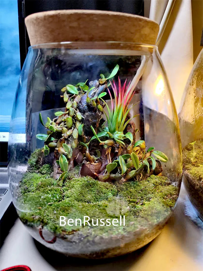 MossGarden Glass Terrarium