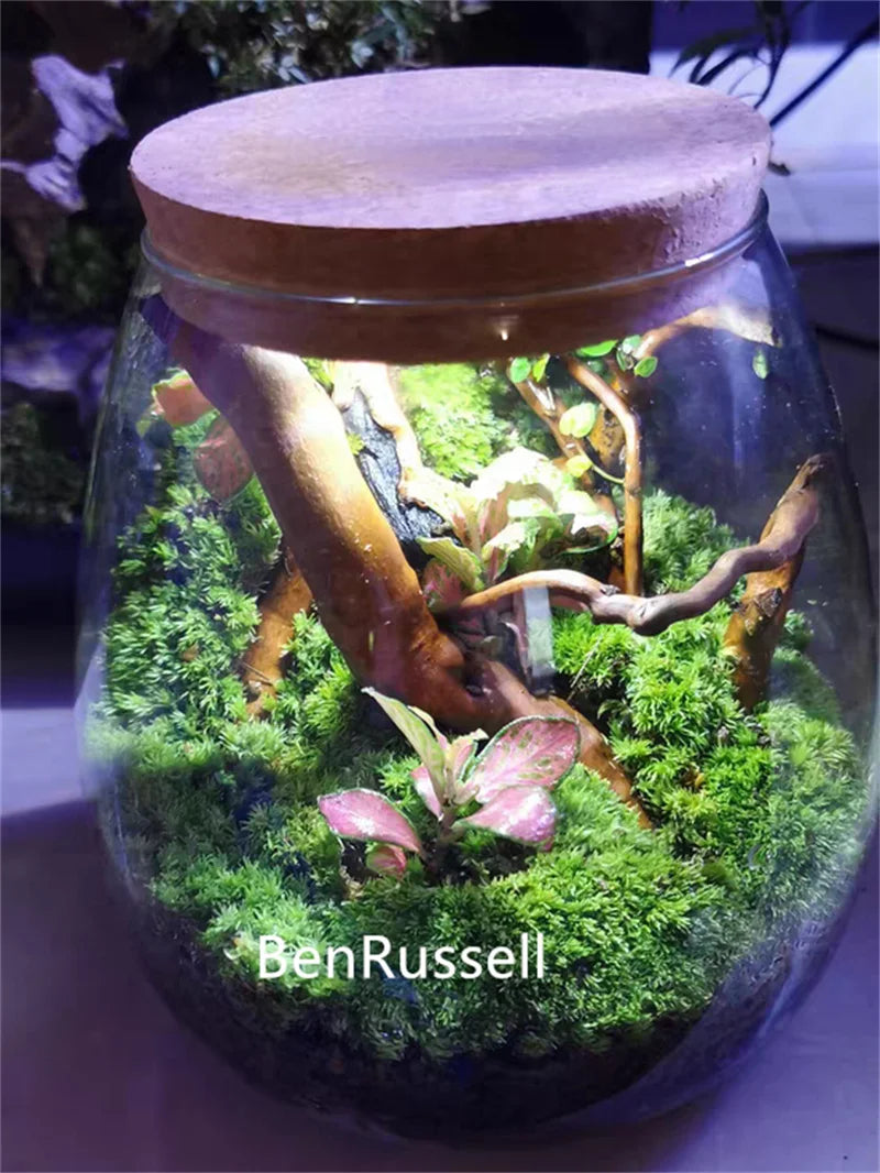 MossGarden Glass Terrarium