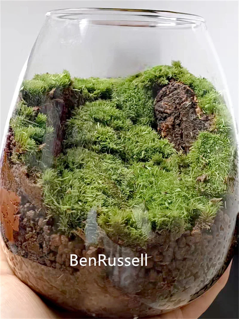 MossGarden Glass Terrarium